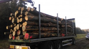 Stammholz Buche (Brennholz)