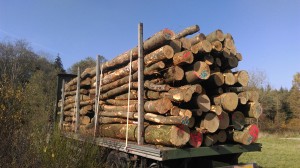 Stammholz Buche (Brennholz)